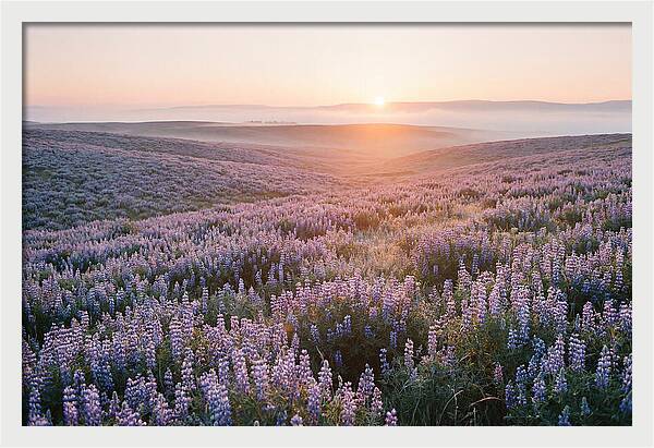 Lavender Fields At Sunrise