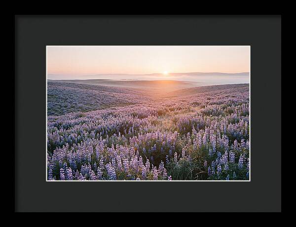 Lavender Fields At Sunrise