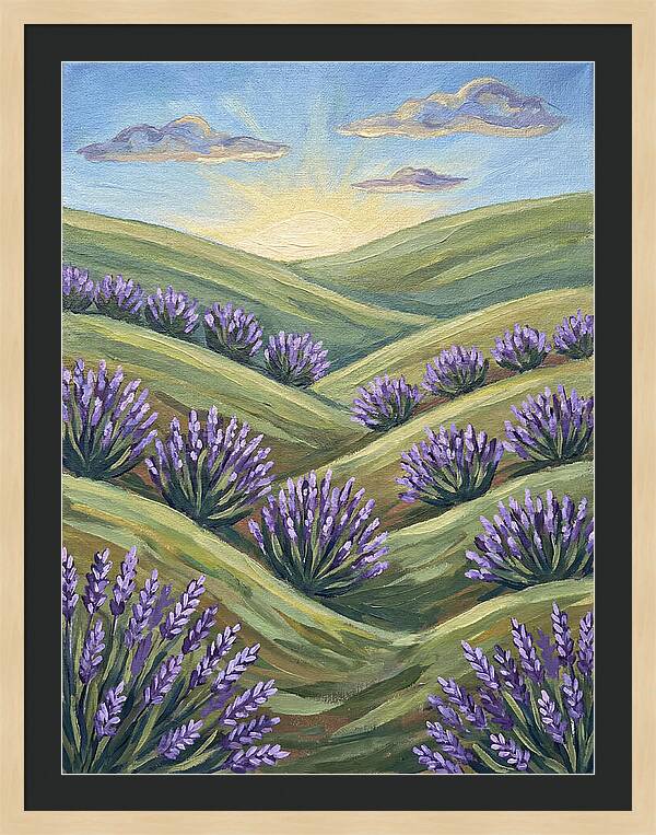 Lavender Fields At Sunrise