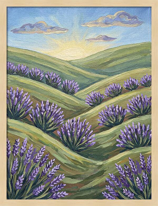 Lavender Fields At Sunrise