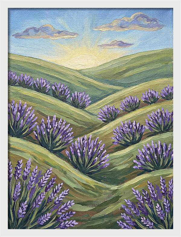 Lavender Fields At Sunrise