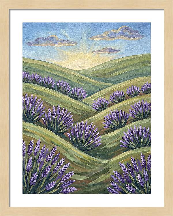 Lavender Fields At Sunrise