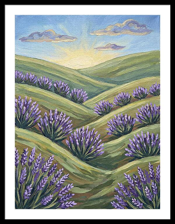 Lavender Fields At Sunrise