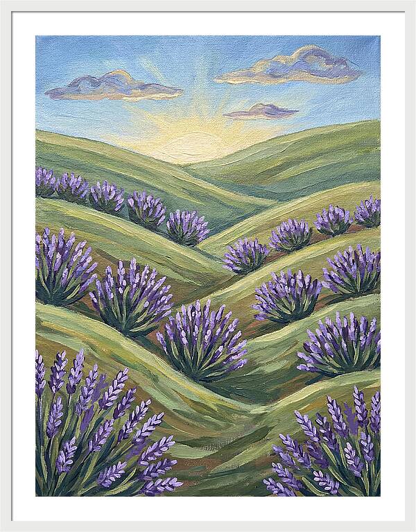 Lavender Fields At Sunrise