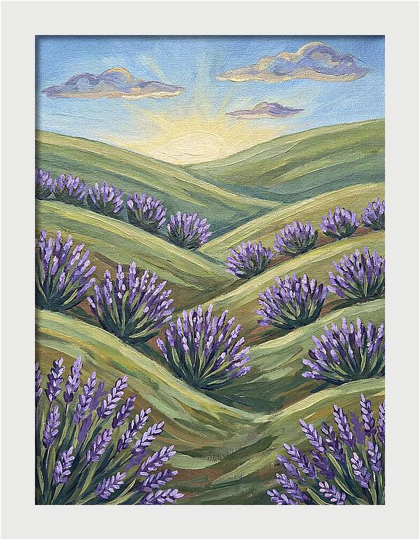 Lavender Fields At Sunrise