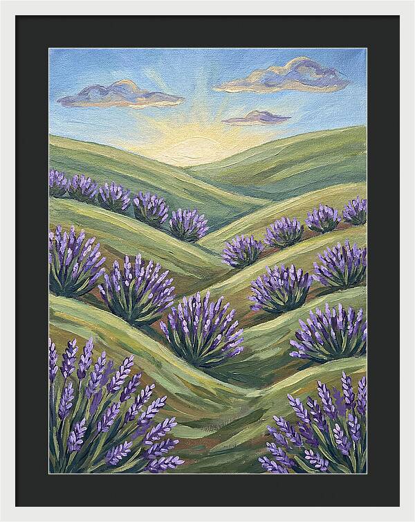 Lavender Fields At Sunrise