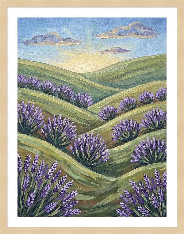 Lavender Fields At Sunrise