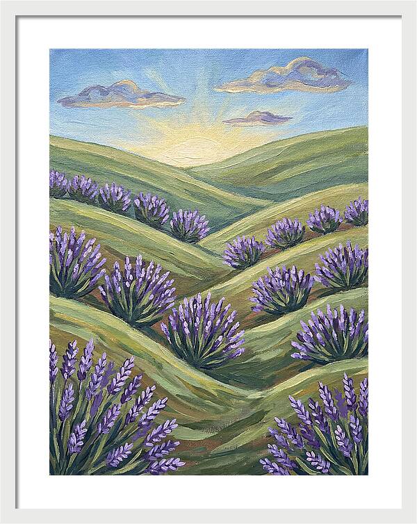 Lavender Fields At Sunrise