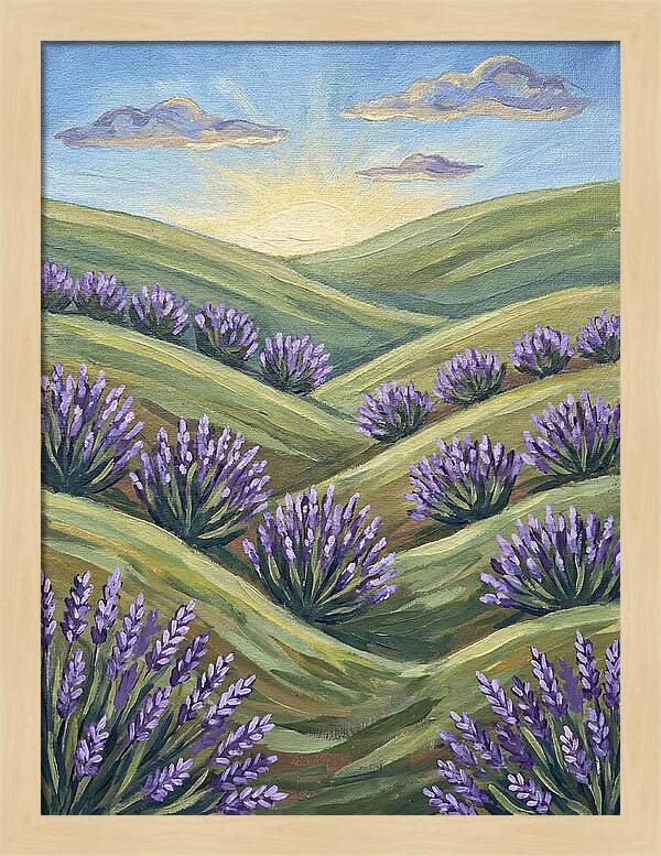 Lavender Fields At Sunrise
