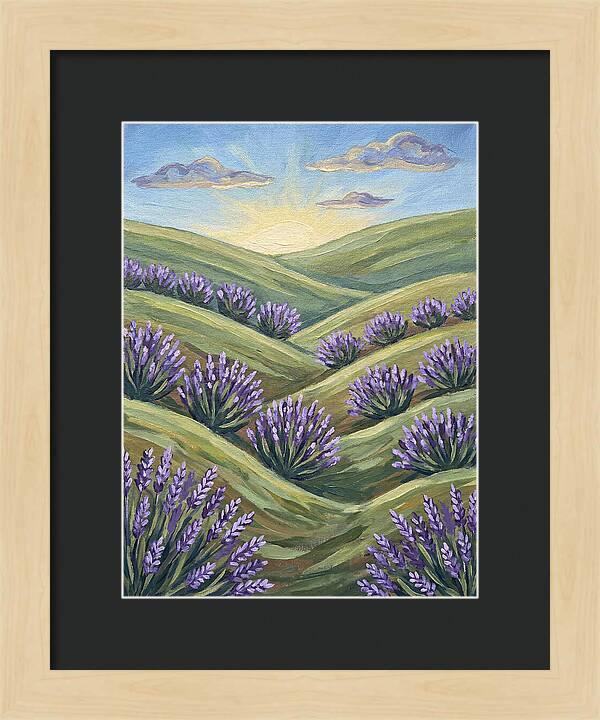 Lavender Fields At Sunrise