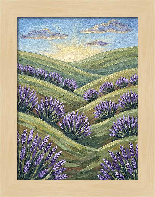 Lavender Fields At Sunrise