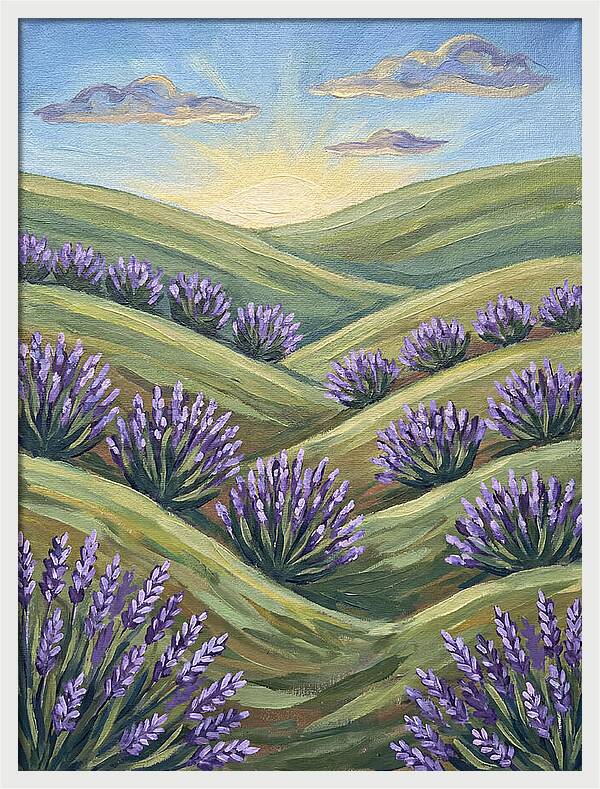 Lavender Fields At Sunrise