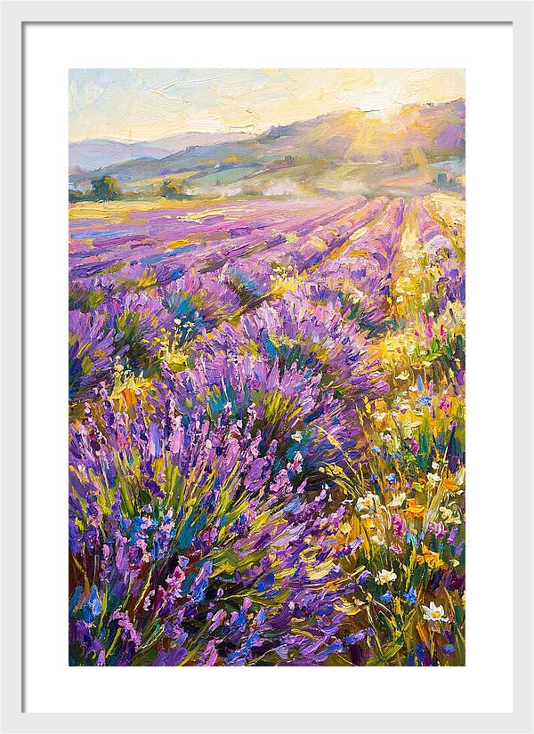 Lavender Fields At Sunset