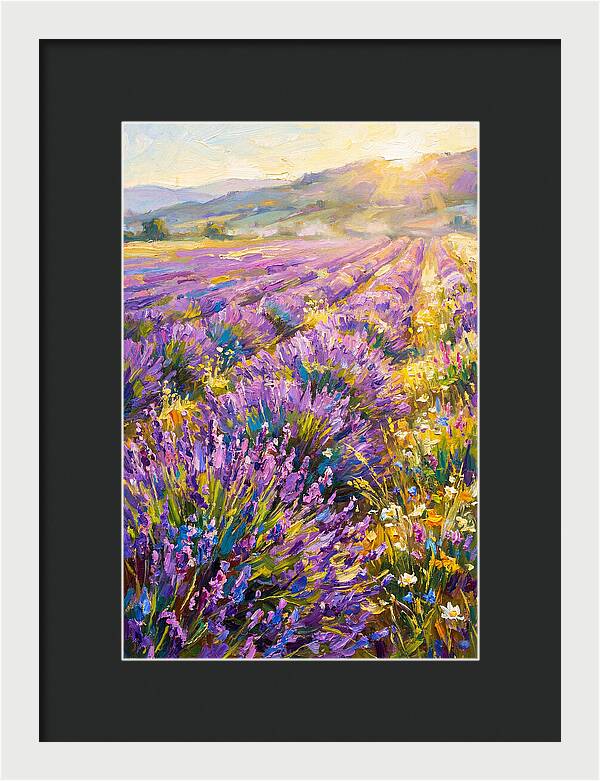 Lavender Fields At Sunset