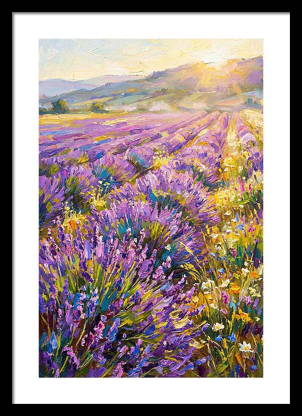 Lavender Fields At Sunset