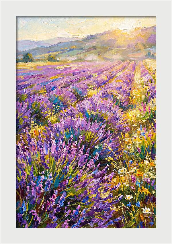 Lavender Fields At Sunset
