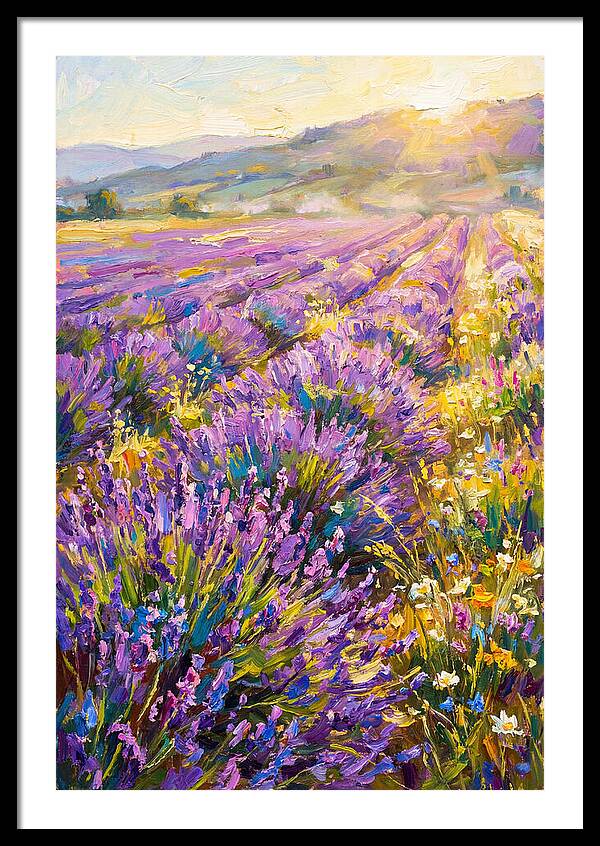 Lavender Fields At Sunset