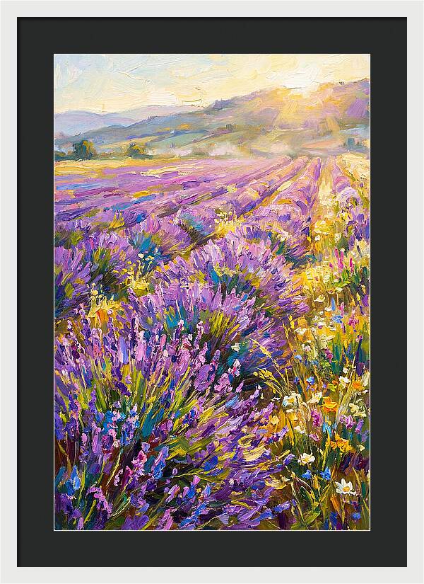 Lavender Fields At Sunset