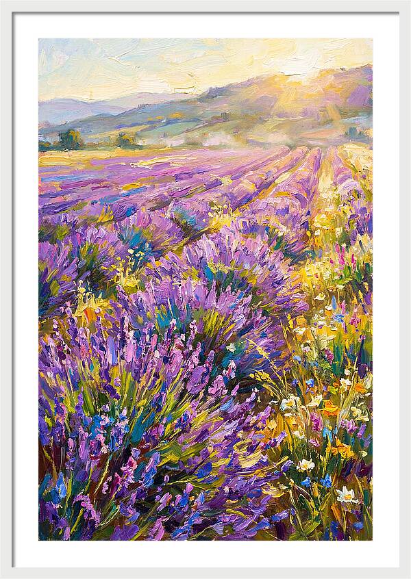 Lavender Fields At Sunset
