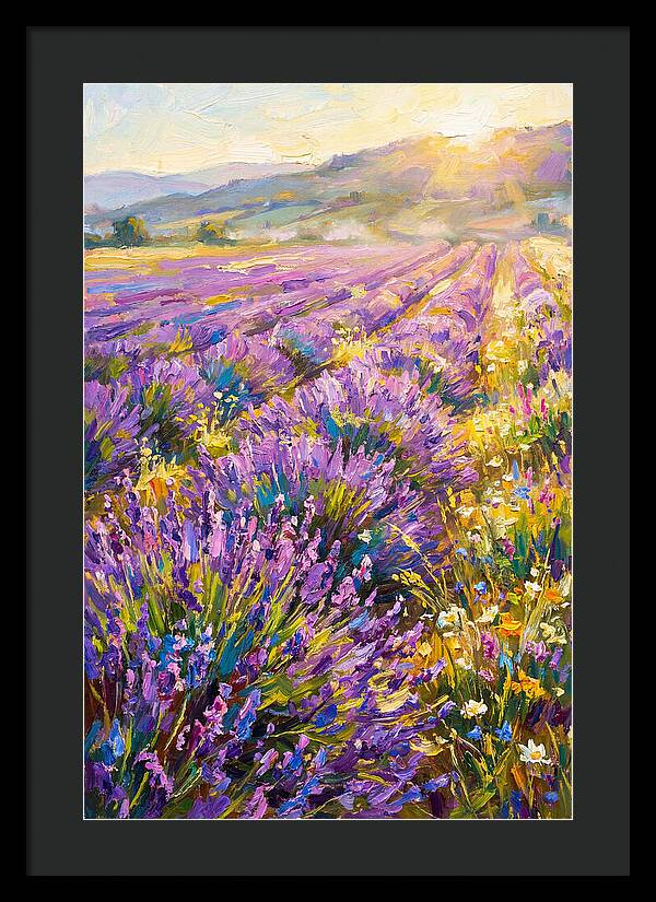 Lavender Fields At Sunset