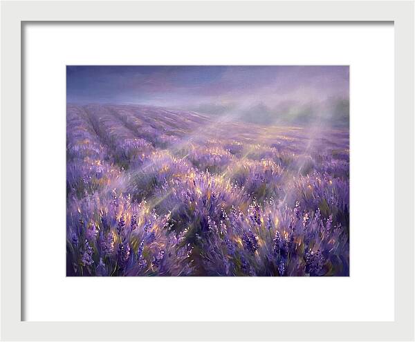 Lavender Fields