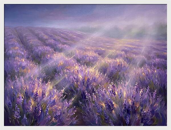 Lavender Fields