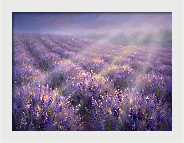 Lavender Fields