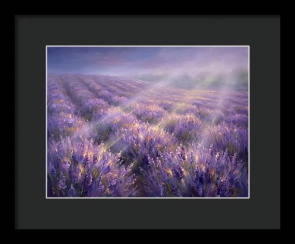 Lavender Fields