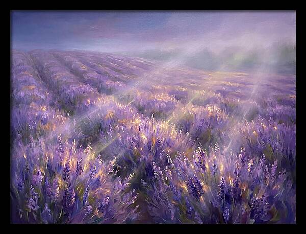Lavender Fields