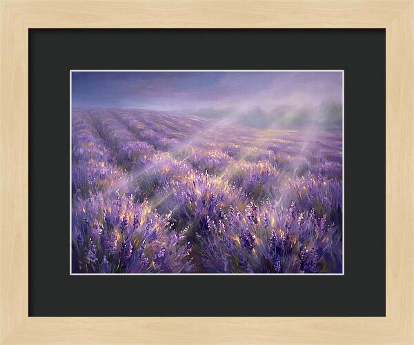 Lavender Fields