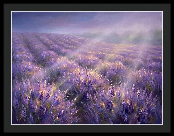 Lavender Fields