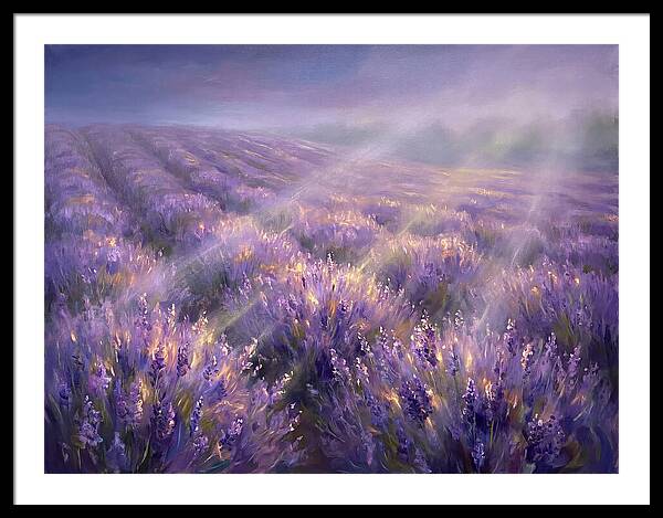Lavender Fields