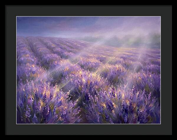 Lavender Fields