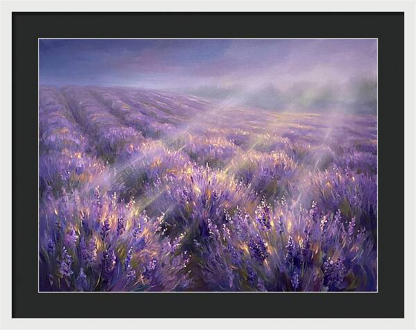 Lavender Fields