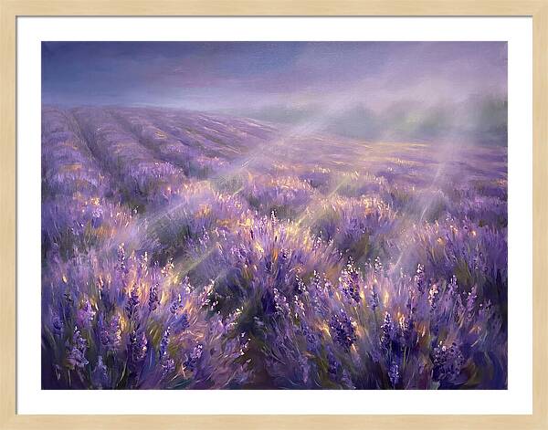 Lavender Fields