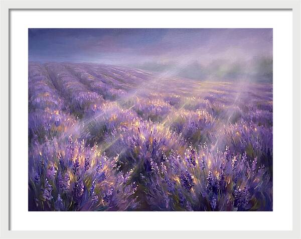 Lavender Fields