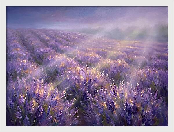 Lavender Fields