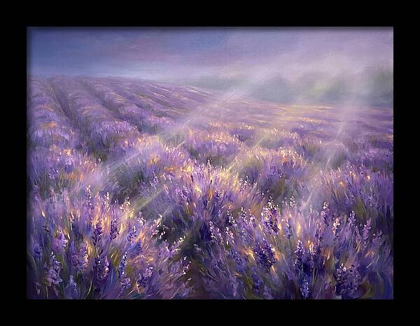 Lavender Fields