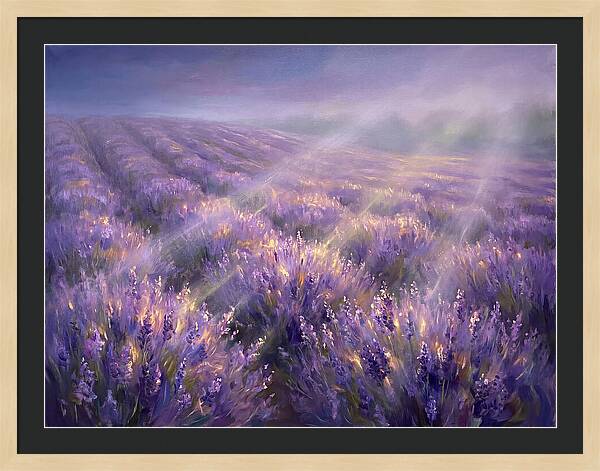 Lavender Fields