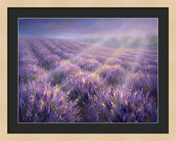 Lavender Fields