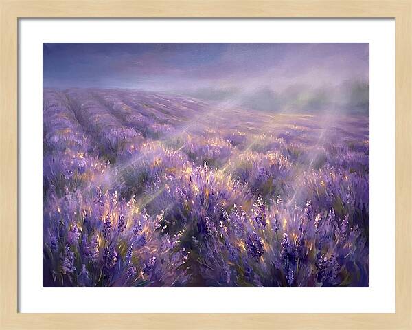 Lavender Fields