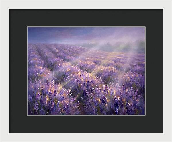 Lavender Fields