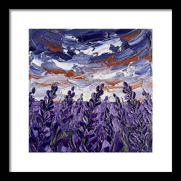 Lavender Fields In Bloom 4909