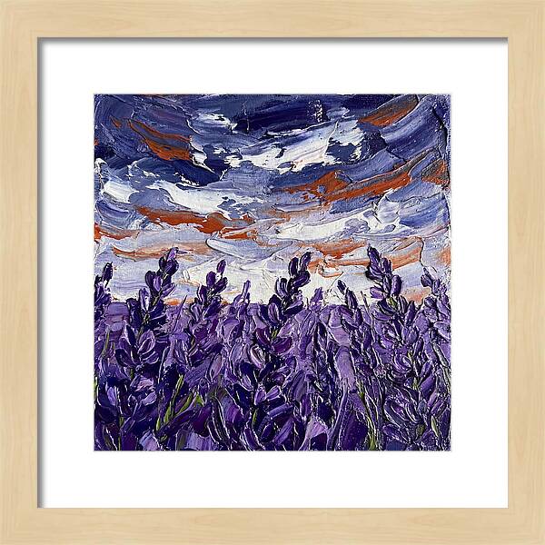 Lavender Fields In Bloom 4909