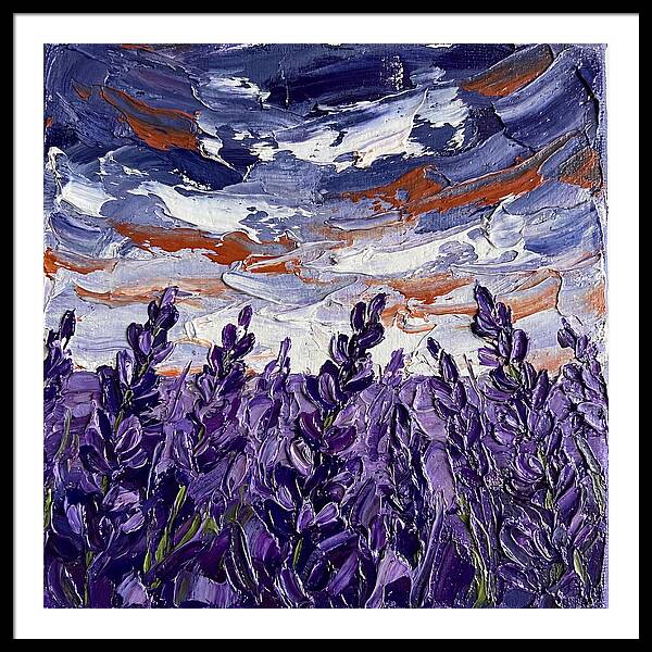 Lavender Fields In Bloom 4909