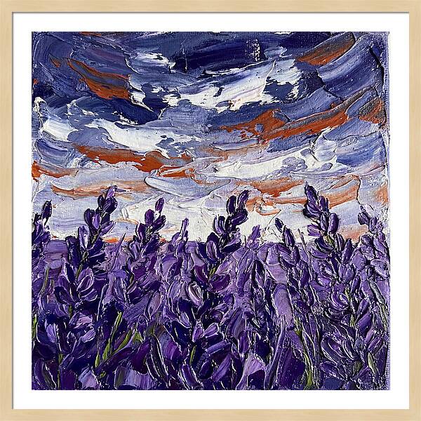 Lavender Fields In Bloom 4909