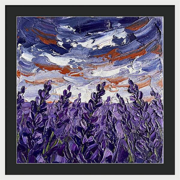 Lavender Fields In Bloom 4909