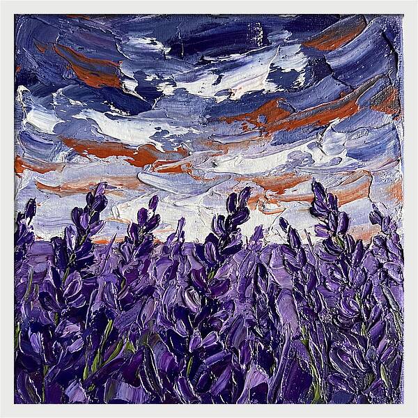 Lavender Fields In Bloom 4909