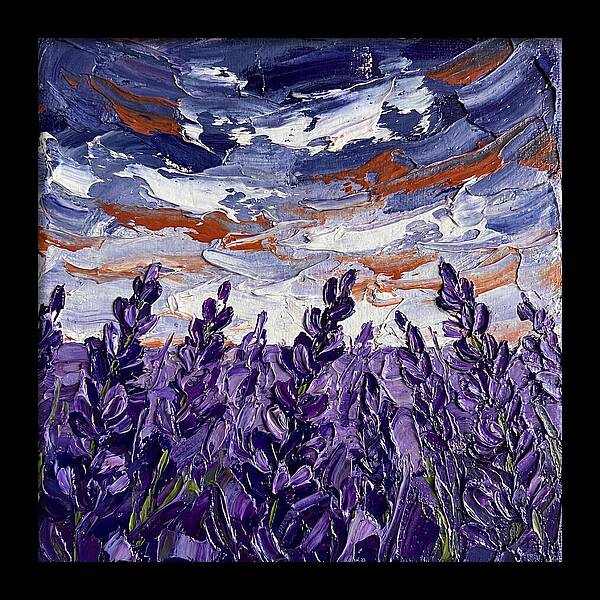 Lavender Fields In Bloom 4909