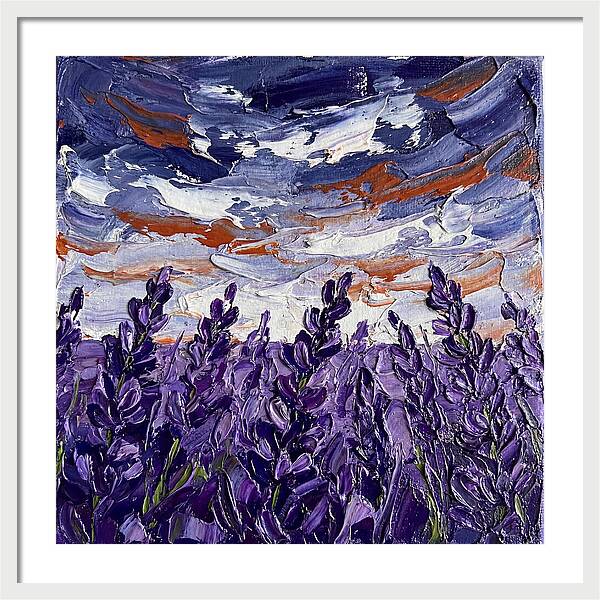Lavender Fields In Bloom 4909